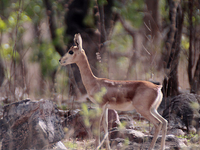 Mayureshwar Wildlife Sanctuary