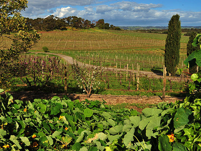 Coriole Vineyards