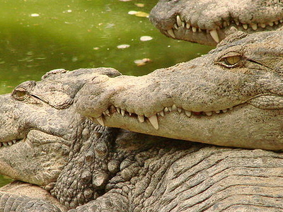 Crocodile Bank