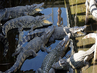 Crocodile Farm Crocodile Farm