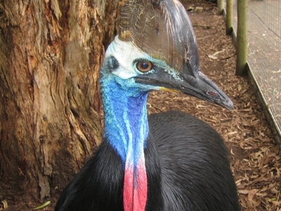 Paluma Important Bird Area