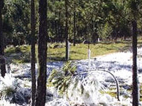 Constanza