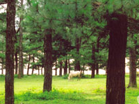 Da Lat Da Lat