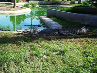 Davao Crocodile Park