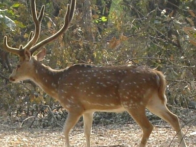 Nawabganj Bird Sanctuary