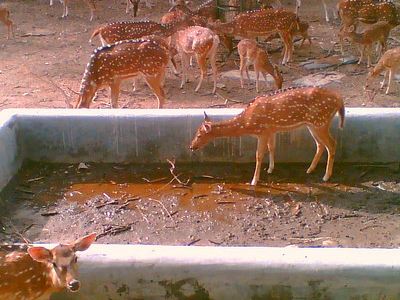 Deer Park Deer Park