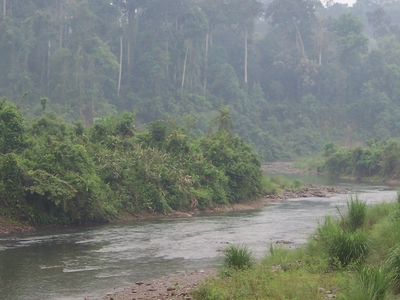 Dehing Patkai Wildlife Sanctuary