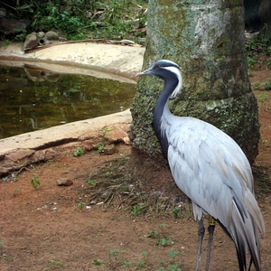 Umgeni River Bird Park