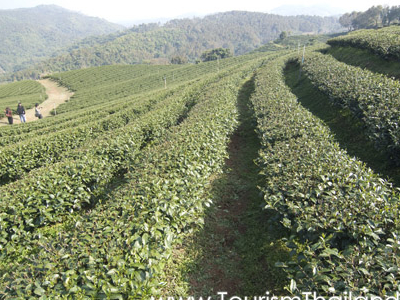 Doi Mae Salong