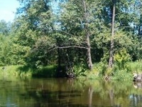 Drweca River
