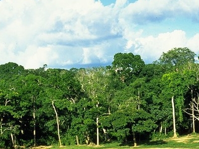 Dzanga Sangha Special Reserve