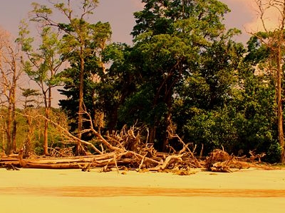 Elephant Beach