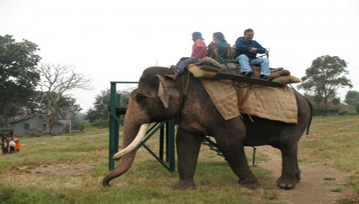 Elephant Safari And Feeding Camp