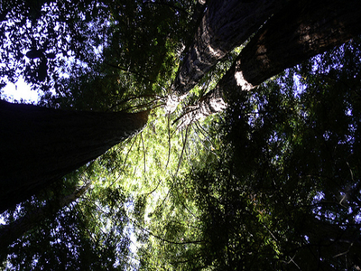 Emerald Ridge and Tall Trees Trail Emerald Ridge and Tall Trees Trail