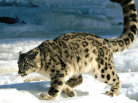 Fambong Lho Wildlife Sanctuary