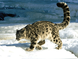Fambong Lho Wildlife Sanctuary