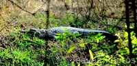 Crocodile Caught Napping At Tadoba Crocodile Caught Napping At Tadoba