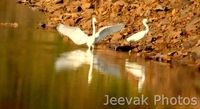 Flamingos Bathing In Tadoba Lake Flamingos Bathing In Tadoba Lake