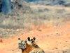 Tadoba National Park