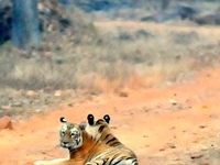Tadoba National Park Tadoba National Park