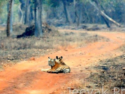 Tadoba National Park