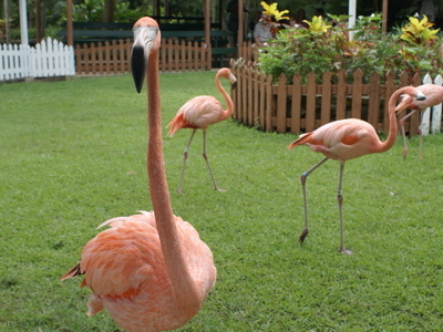 Ardastra Gardens, Zoo and Conservation Center