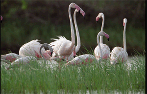 Porbandar Bird Sanctuary