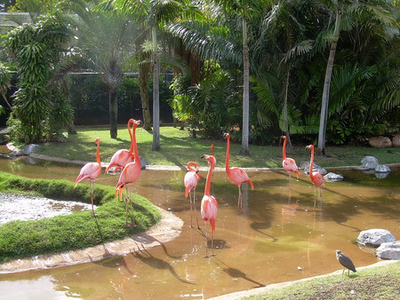 Honolulu Zoo