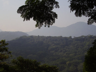Tijuca Forest