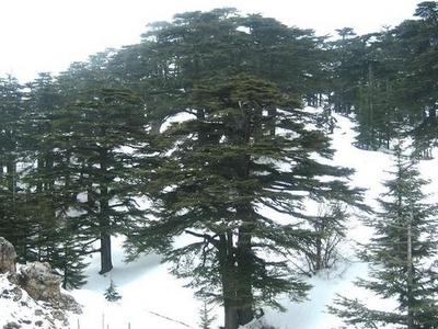 Cedars Of God
