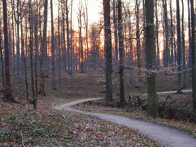 Sonian Forest