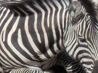 Fort Worth Zoo