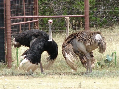 Highgate Ostrich Show Farm