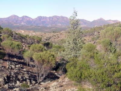 Flinders Ranges National Park