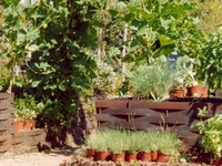 Mildred E. Mathias Botanical Garden