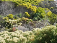 Cape Floristic Region