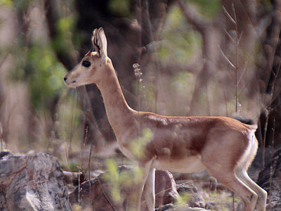 Gajner Wildlife Sanctuary