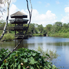Gatorland Breeding Marsh Orlando