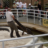 Gatorland Trainer