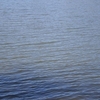 Oldman Lake