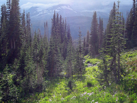 Covey Meadow Loop Trail Covey Meadow Loop Trail
