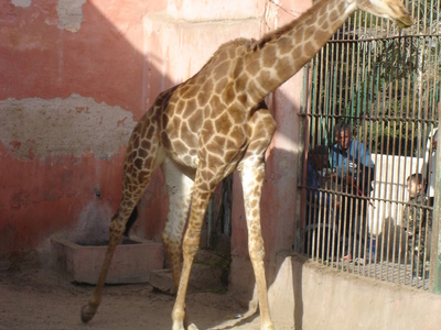 Alexandria Zoo
