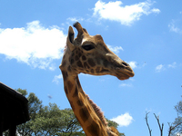 Giraffe Center