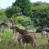 Giraffes At The  Belfast Zoo