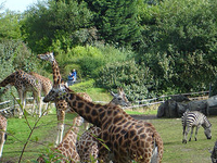 Belfast Zoo Belfast Zoo
