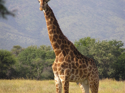 Central Kalahari Game Reserve