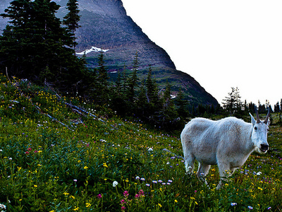 Goat Mountain