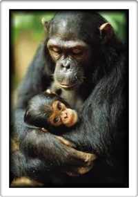 Gorilla [Posted By - Richard Lukwago]