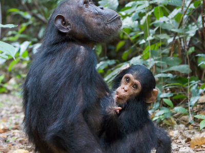 Gombe Stream National Park