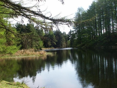 Grizedale Forest